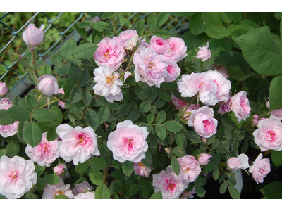 Rosa