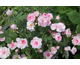 Rosa Rose des Meaux