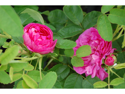 Rosa