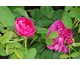 Rosa Rose du Roi