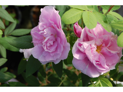 Rosa