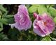 Rosa Therese Bugnet