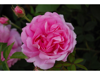 Rosa