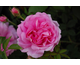 Rosa Tour de Malakoff
