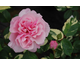 Rosa Verschuren