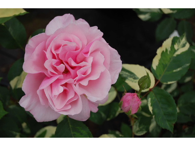 Rosa