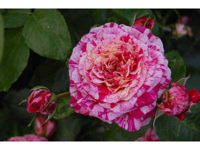 Rosa
