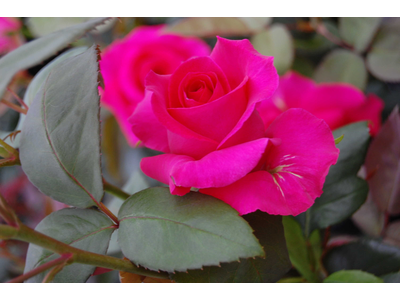 Rosa