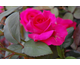 Rosa All My Loving