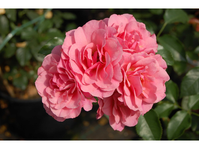 Rosa