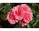 Rosa Anne Birnhak