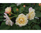 Rosa Apricot Bells