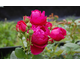Rosa Ascot