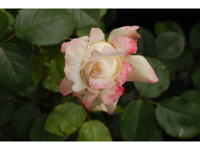 Rosa