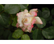 Rosa Athena