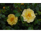 Rosa Bienenweide Gelb