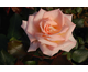 Rosa Bloom of Ruth