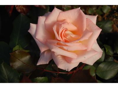 Rosa
