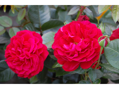Rosa