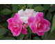 Rosa Brilliant Pink Iceberg