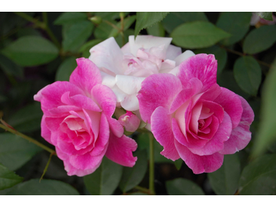 Rosa