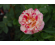 Rosa Camille Pisarro
