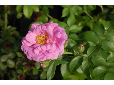 Rosa