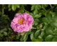 Rosa Cape Diamond