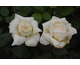Rosa Caroline Victoria