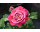 Rosa Centenaire de l'Hay-Les-Roses