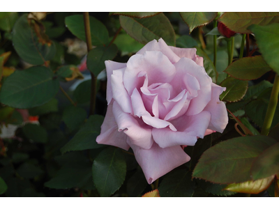 Rosa