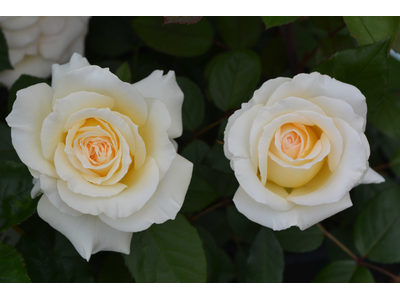Rosa