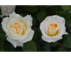 Rosa Christophe Dechavanne