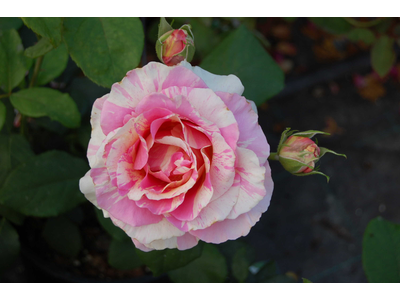 Rosa