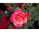 Rosa Colorific
