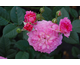 Rosa Country Girl