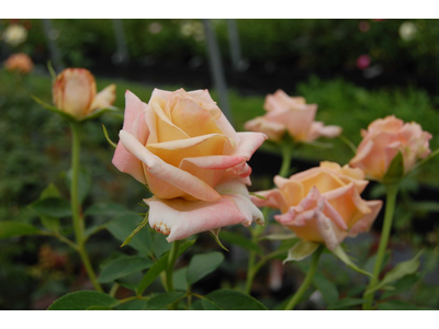 Rosa