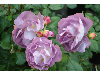 Rosa