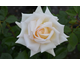 Rosa Diamond Days Forever