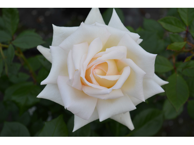 Rosa