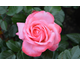 Rosa Drakkar