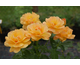 Rosa Easy Going