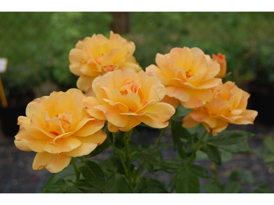 Rosa