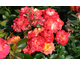Rosa Firebird