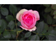 Rosa First Lady