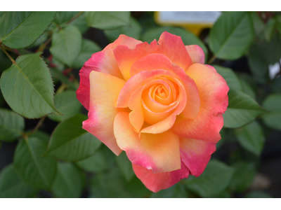 Rosa