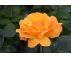 Rosa Good as Gold