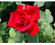 Rosa Grande Amore