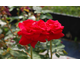 Rosa Happy Ruby Wedding