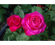 Rosa Heidy Klum Rose